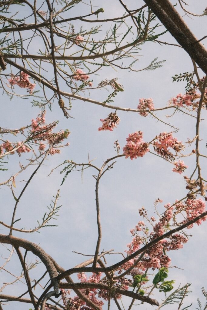 Pink flowers bloom on branches against a pale blue sky.