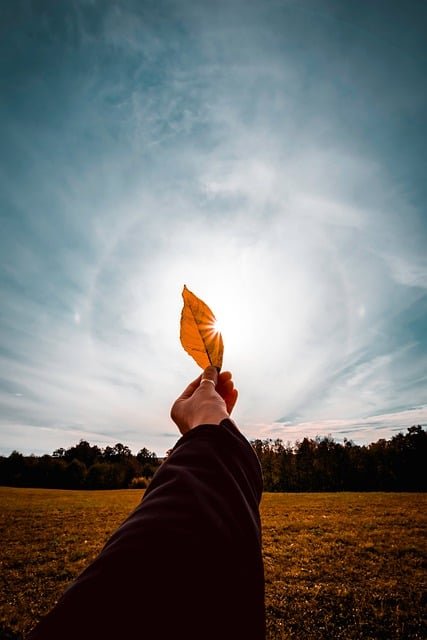 hand, leather, touch, fingers, leaf, nature, autumn, decrease, closeup, foliage, the sun, sky, yellow, coloring, goes away