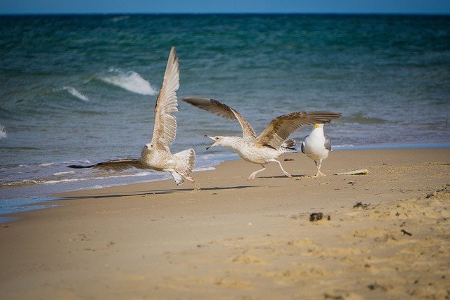 gulls, birds, sea, waves, beach, plumage, bickering, baltic sea, argue, nature, fight, water birds, animals, feathers, sand, water
