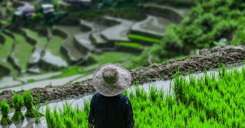 A person stands in lush green rice fields over Banaue's stunning terraces.