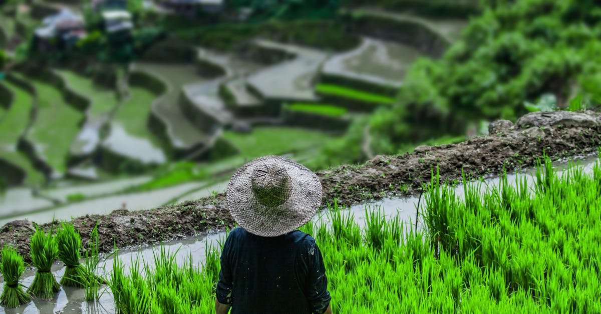 A person stands in lush green rice fields over Banaue's stunning terraces.