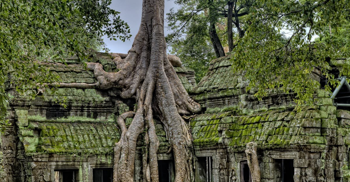 Majestic roots entwine the ancient Ta Prohm temple, a UNESCO World Heritage site in Cambodia.