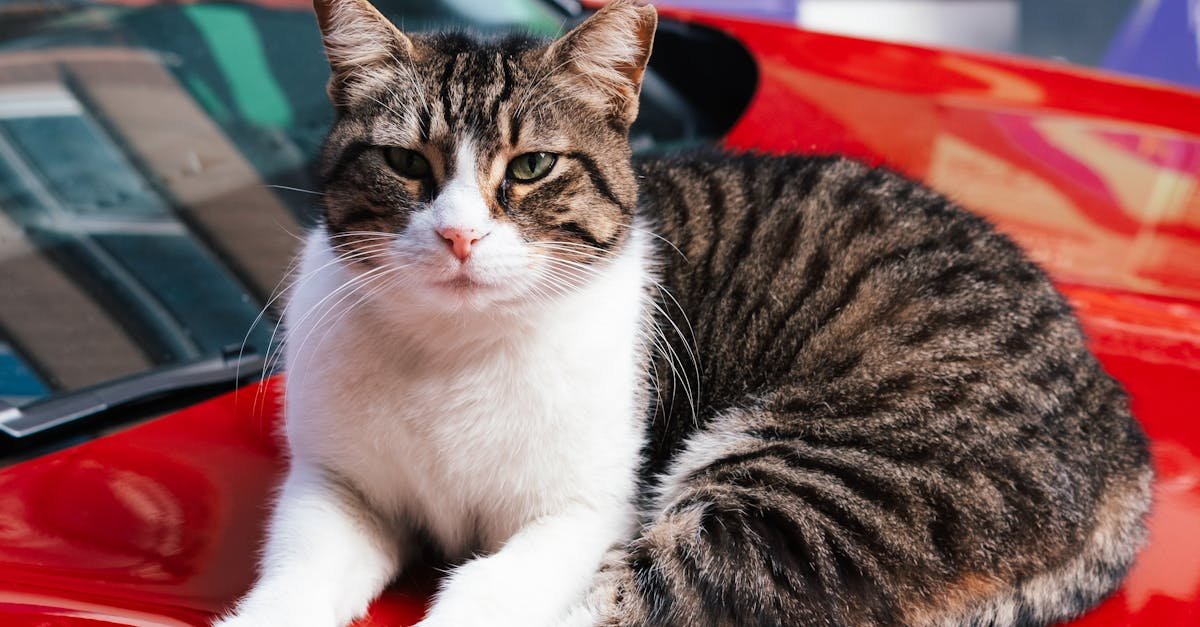 Tabby cat lounging on a red car hood with colorful graffiti in İstanbul, Türkiye.