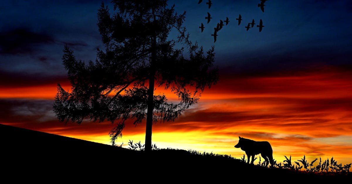 Dramatic silhouette of a wolf and tree against a colorful sunset sky.