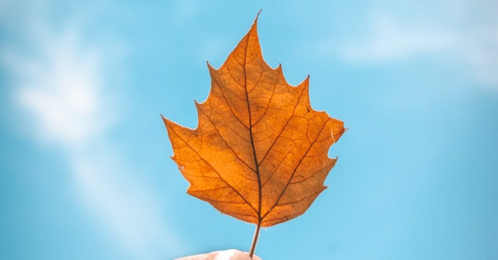 A hand holding a brown leaf against a clear blue sky, symbolizing autumn.