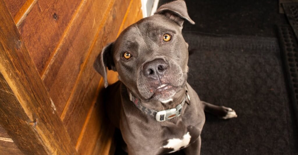 Charming pitbull looking up indoors with wooden backdrop in British Columbia.