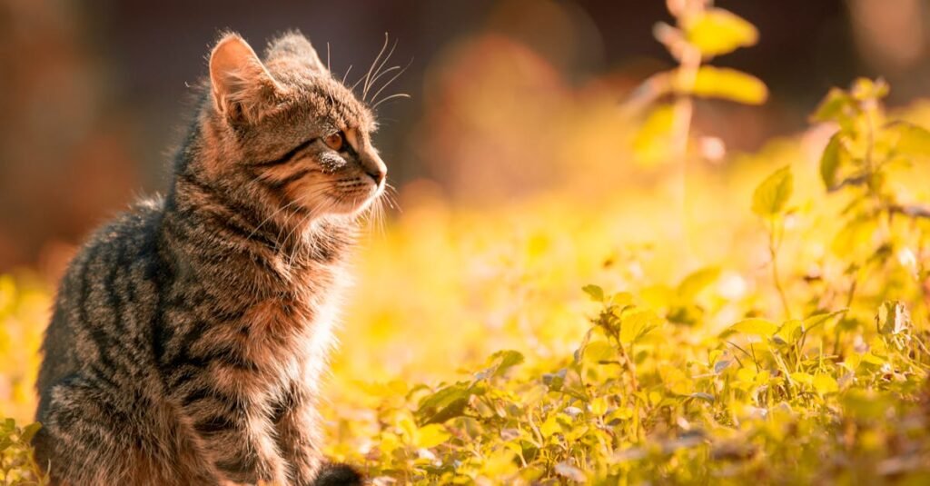 A tranquil scene of a tabby kitten basking in the warm sunlight in a lush meadow.