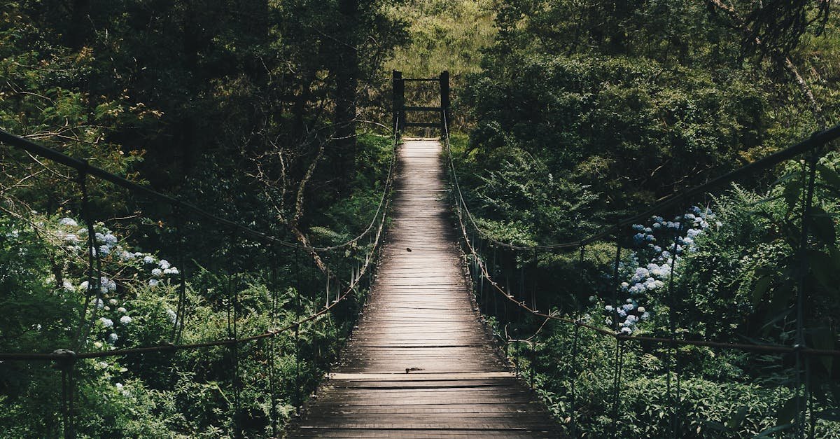 Experience tranquility on a wooden bridge surrounded by lush greenery in a peaceful forest setting.