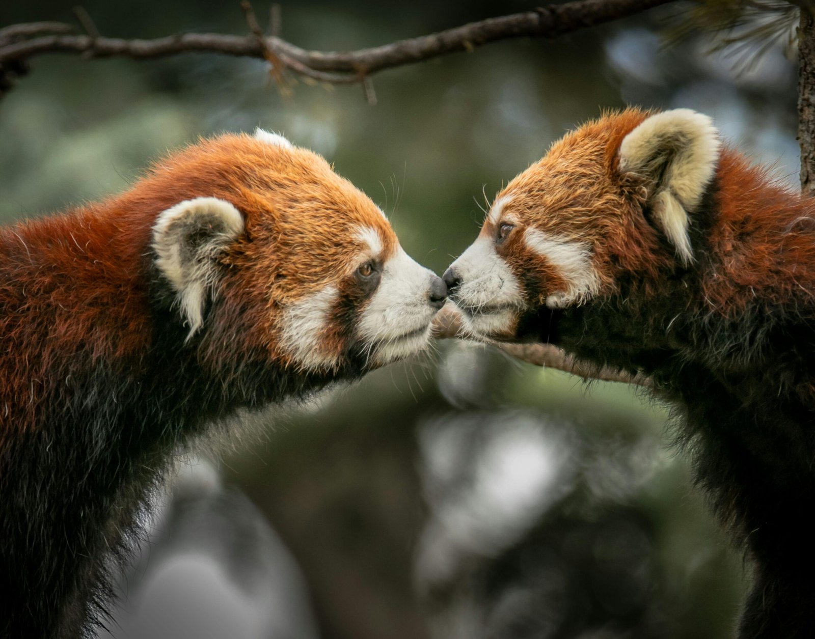 Two adorable red pandas nuzzling nose-to-nose in a natural setting.