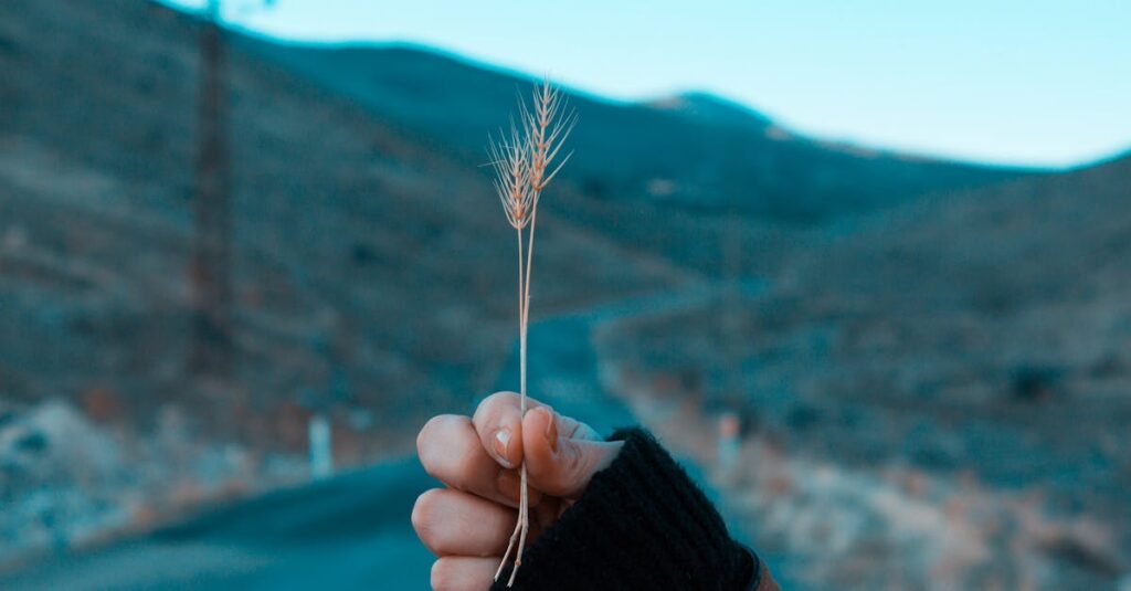 A close-up of a hand holding wheat in a scenic Aksaray landscape.
