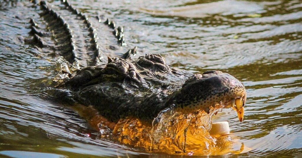 Majestic crocodile gliding through rippling water, showcasing natural wildlife in vivid detail.