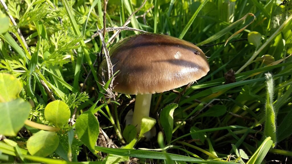 mashrom, plants, green, nature, grass, spring, mashrom, mashrom, mashrom, mashrom, mashrom