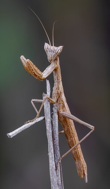 insect, mantis, animal, entomology, fauna, wildlife, predator, antenna, nature, macro