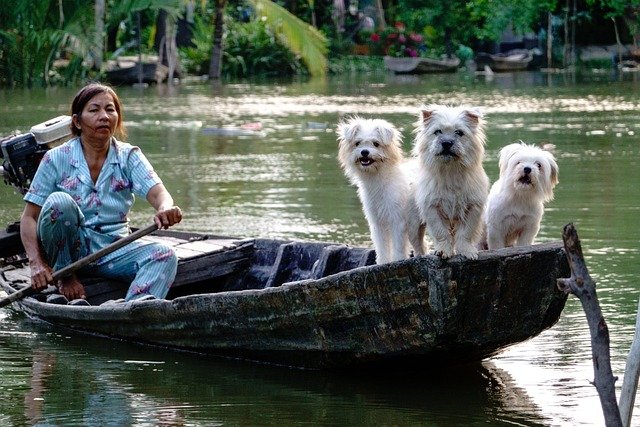 dogs, white, river, boat, water, nature, vietnam lifestyle, people, woman, vietnamese