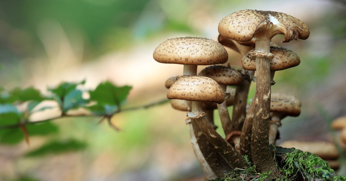 Detailed close-up of wild mushrooms on mossy forest ground with blurred background.