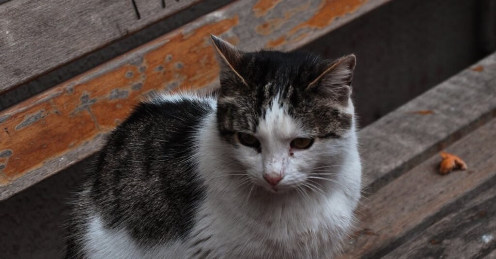 A stray cat sitting on a weathered wooden bench in Fatih, Istanbul, captured in a calm portrait.