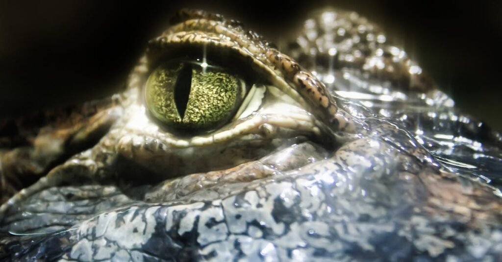 Stunning macro shot capturing the intricate details of a crocodile's eye, highlighting its texture and color.
