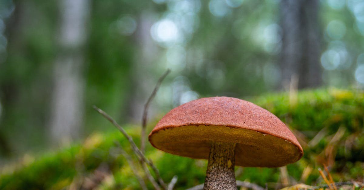 Close-up of a forest mushroom on a mossy floor showcasing nature's vibrant detail.