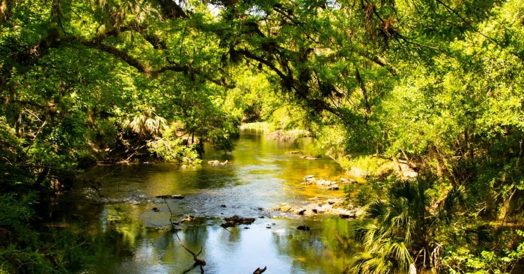 Peaceful river flowing through a vibrant green forest in summer.