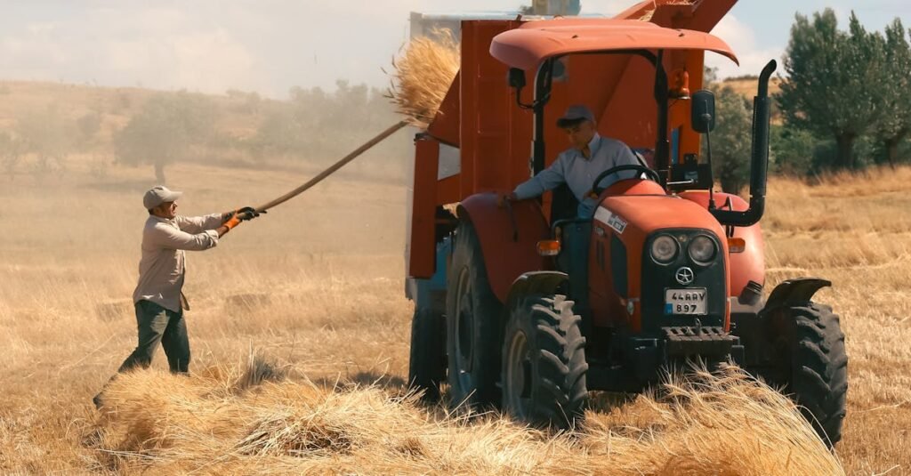 Farmers working in a wheat field during summer harvest in Arapgir, Türkiye.