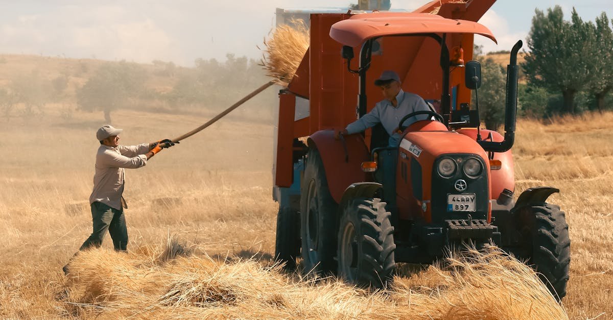 Farmers working in a wheat field during summer harvest in Arapgir, Türkiye.