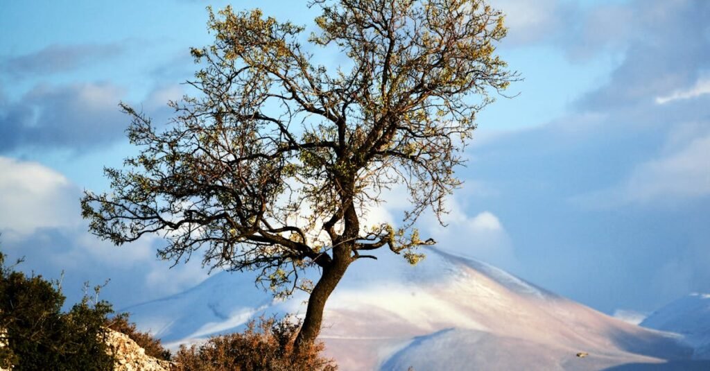 A single tree stands resilient against the backdrop of snow-capped mountains in Elmalı, Turkey.