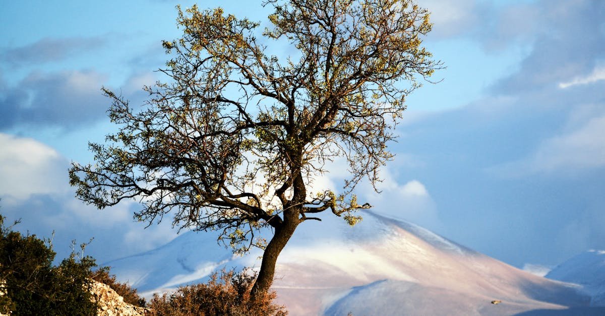 A single tree stands resilient against the backdrop of snow-capped mountains in Elmalı, Turkey.