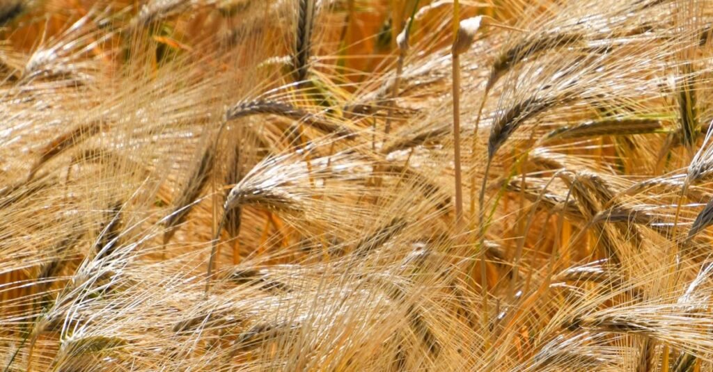 A vibrant golden wheat field swaying under the summer sun in Siirt, Türkiye.
