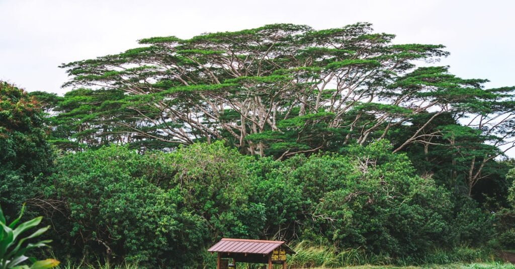 Lush scenery featuring an iconic Acacia tree and a rustic wooden bench, ideal for nature lovers.