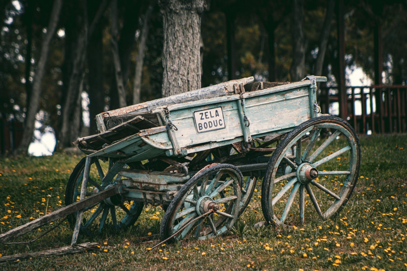 Old wooden cart amidst lush greenery in Tokat, Türkiye, showcasing rustic charm and history.