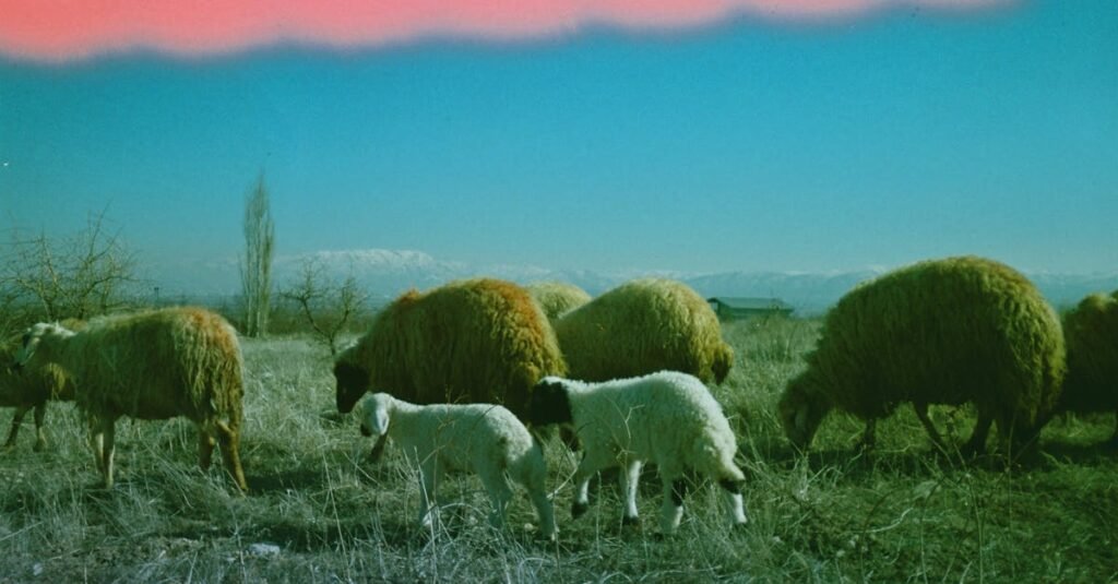 A vibrant analog photo capturing grazing sheep in Akçadağ, Türkiye, with a mountainous backdrop.