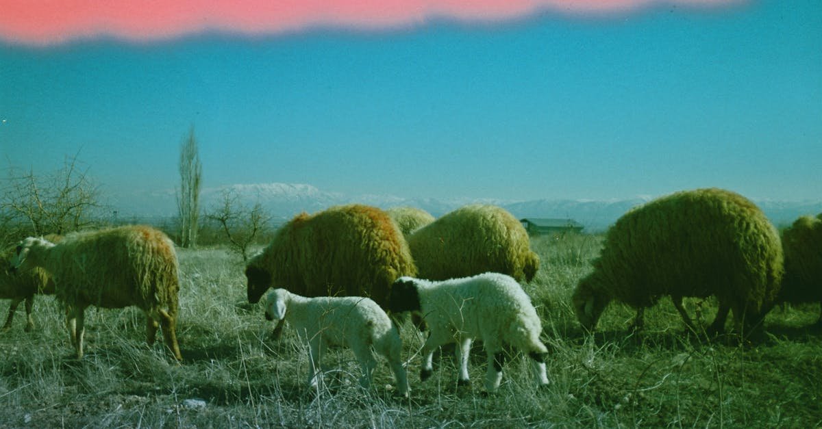 A vibrant analog photo capturing grazing sheep in Akçadağ, Türkiye, with a mountainous backdrop.