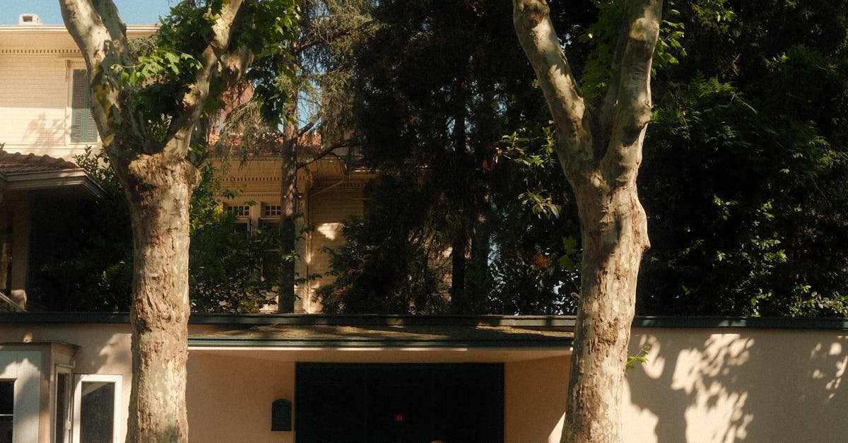 A warm street scene in İstinye, İstanbul featuring tall trees and a person walking.