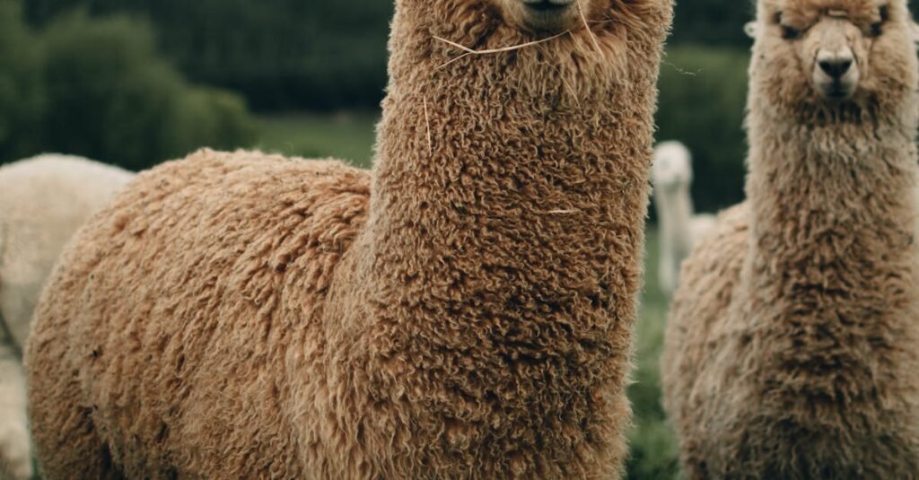 Adorable fluffy alpacas standing in a lush green field, showcasing rural New Zealand's charm.