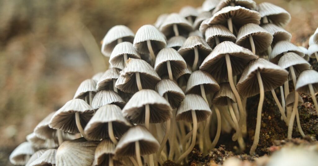 Close-up of a group of delicate wild mushrooms growing in outdoor forest soil.