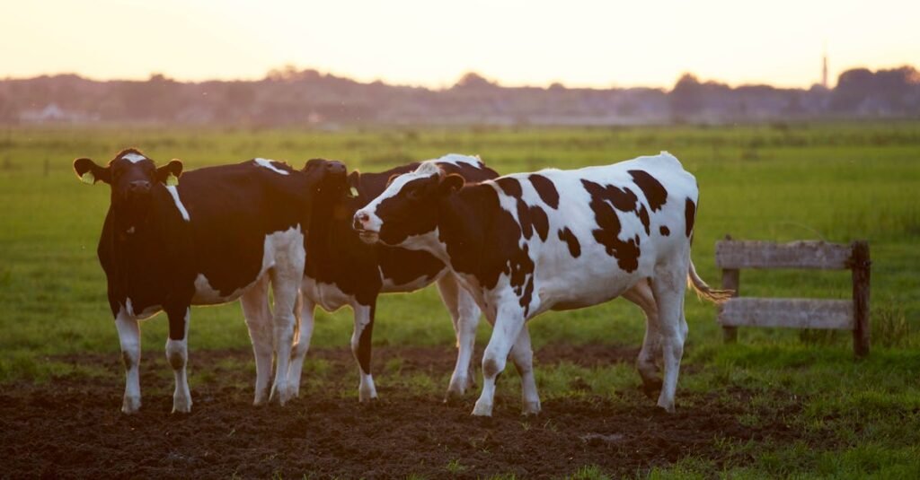 Three Holstein cows stand in a lush grassy field during sunset, creating a serene rural scene.