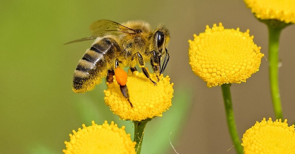 Detailed shot of a honeybee pollinating vibrant yellow flowers in nature.