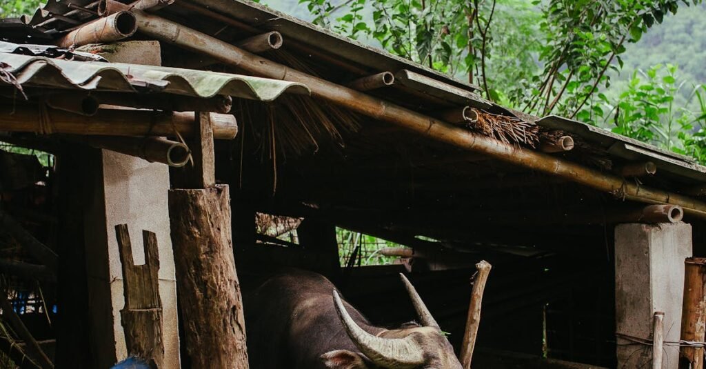 Rustic barn with a buffalo set against a misty mountain backdrop.