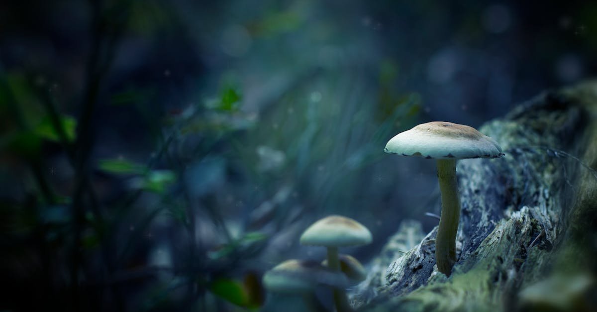 A close-up shot of a mushroom in a mystical forest setting, perfect for nature exploration themes.