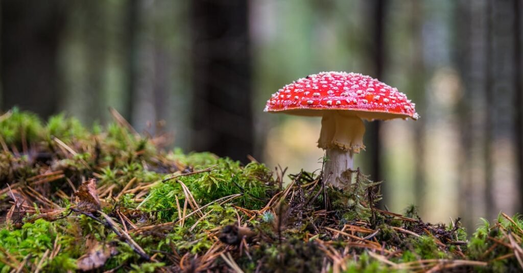 Close-up of a Fly Agaric mushroom on mossy forest floor, showcasing its vibrant colors.