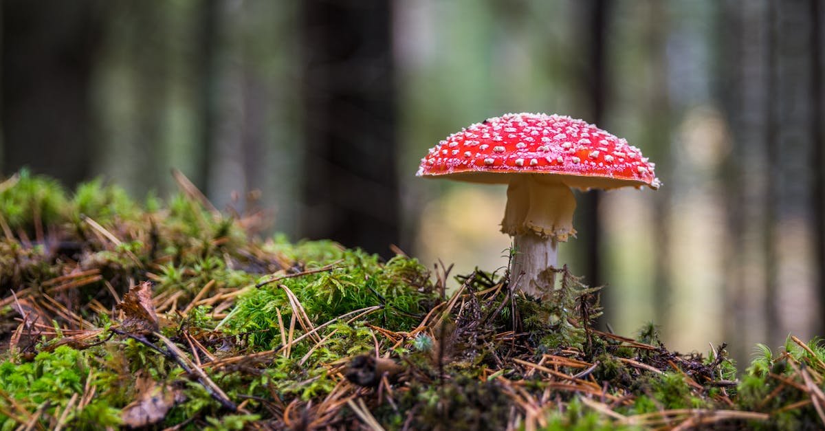 Close-up of a Fly Agaric mushroom on mossy forest floor, showcasing its vibrant colors.