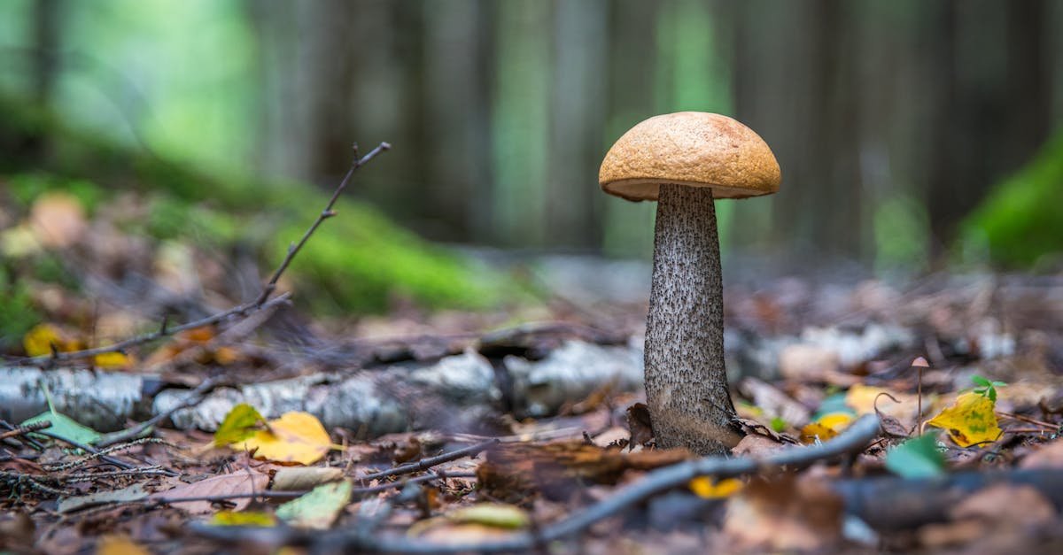 Close-up of a Leccinum mushroom growing on the forest floor surrounded by autumn leaves.