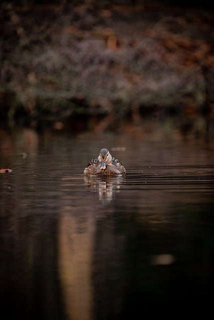 duck, nature, lake, pond, water, fall, swim