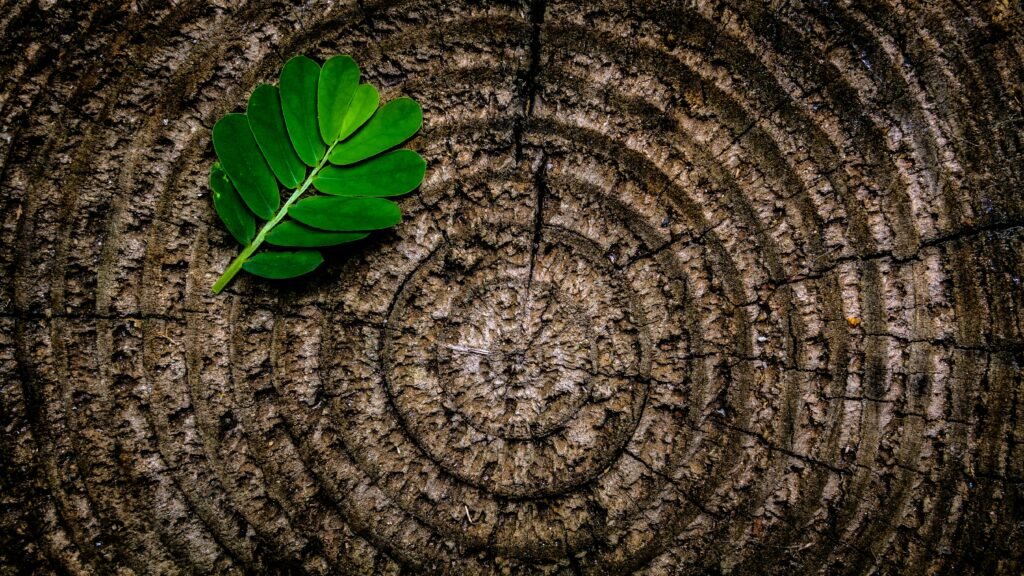 Close-up of a green leaf on tree rings texture, showcasing patterns and contrast.