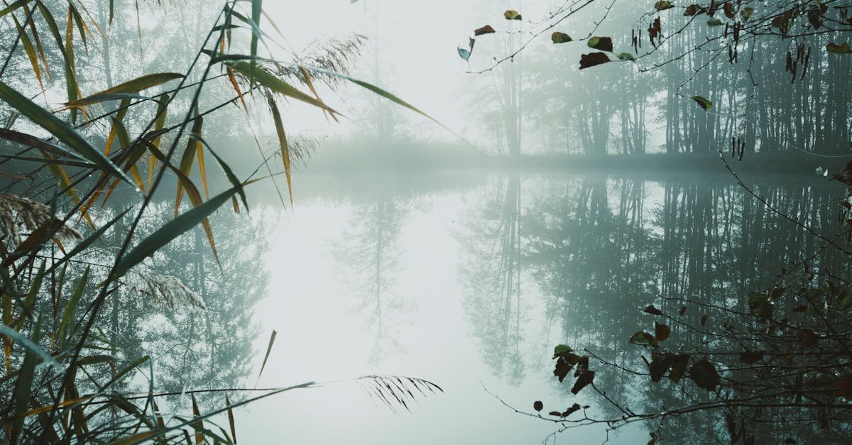 A misty lake scene with reflections and lush flora, captured at sunrise, evokes tranquility and natural beauty.