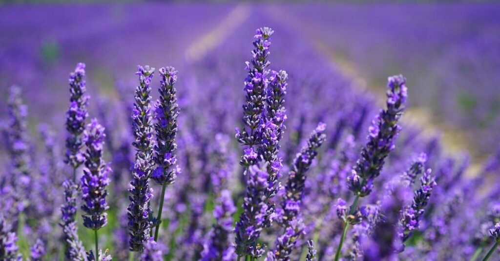 Vibrant purple lavender field in full bloom under a clear blue sky, capturing nature's beauty and tranquility.