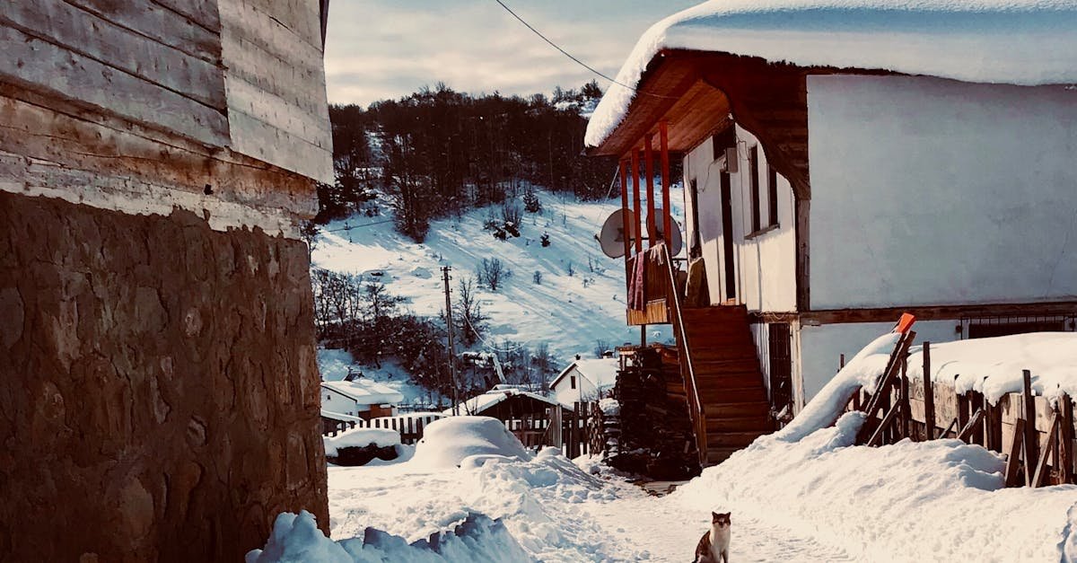 Cozy village scene in Mesudiye, Turkey, with cats and snow-covered traditional houses in winter.