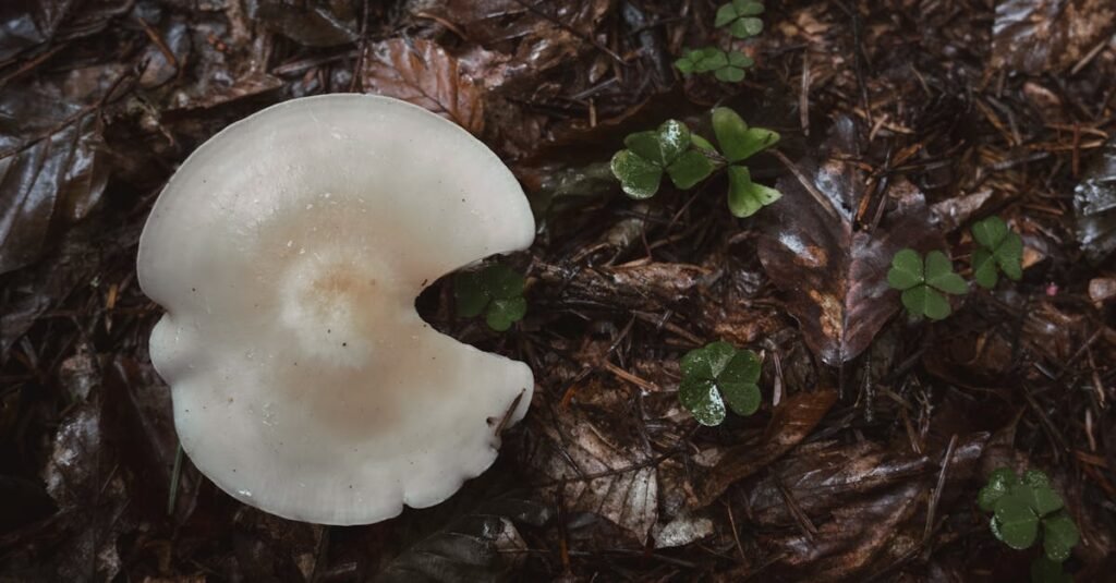 A white mushroom with a pacman-like bite on a damp forest floor surrounded by green clover.