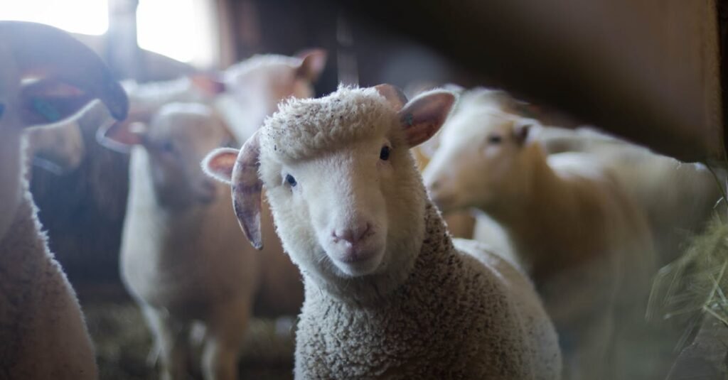 Close-up of a curious sheep in a rustic barn, showcasing livestock charm.