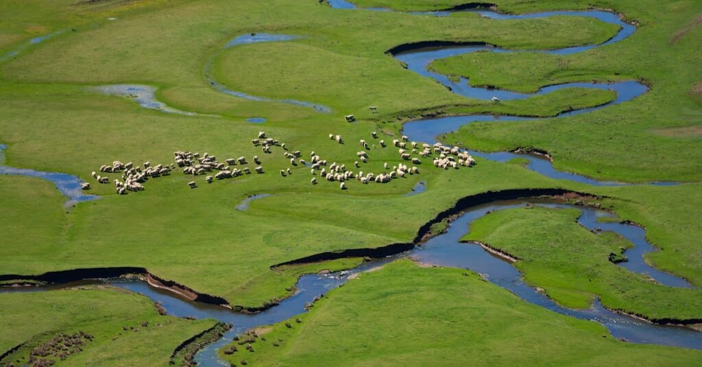 Aerial view of a sheep herd grazing near a winding river in lush green fields of Ordu, Turkey.